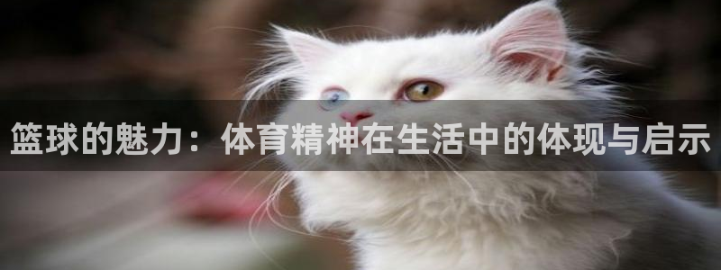 betway西汉姆：篮球的魅力：体育精神在生活中的体现与启示