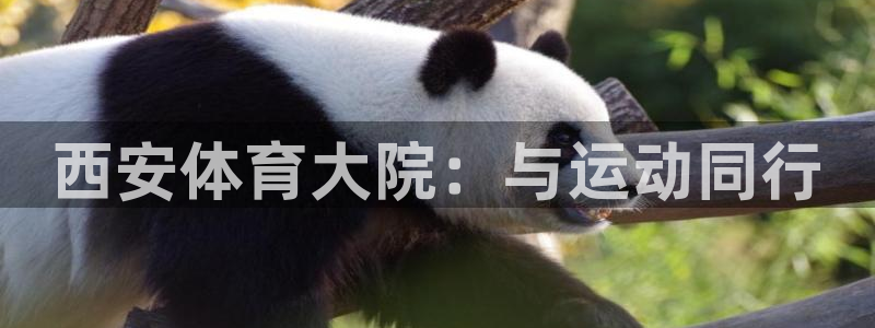 betway西汉姆联官网：西安体育大院：与运动同行