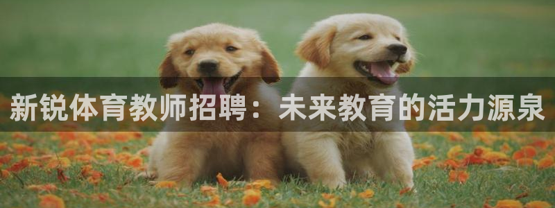 betway西汉姆联官网：新锐体育教师招聘：未来教育的活力源泉