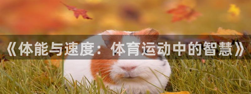 betway西汉姆联官网：《体能与速度：体育运动中的智慧》